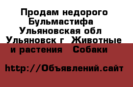 Продам недорого Бульмастифа - Ульяновская обл., Ульяновск г. Животные и растения » Собаки   